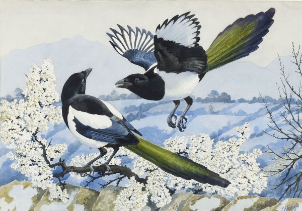 Сорока рисунок