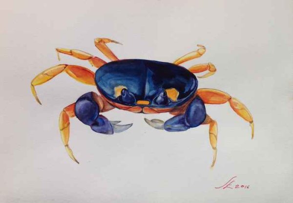 Радужный краб рисунок