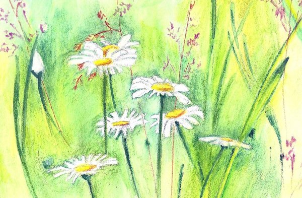 Луг карандашами цветными