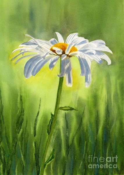 Акварель ромашки