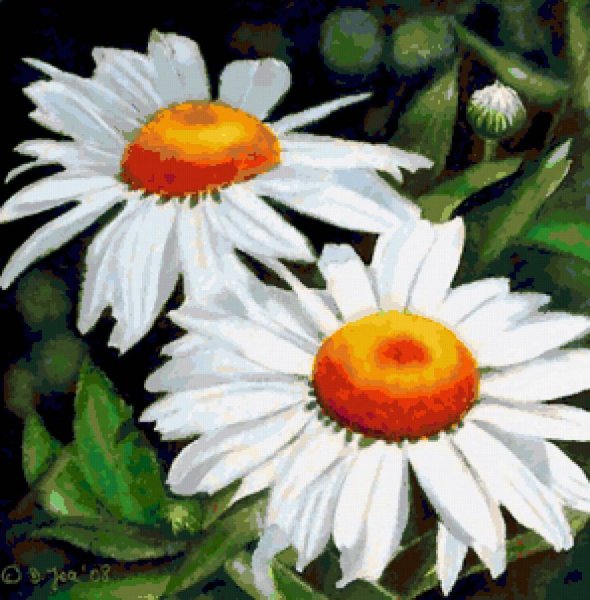 Ромашки цветными карандашами