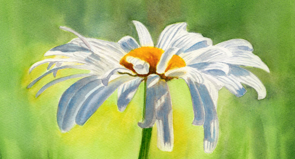 Ромашки гуашью