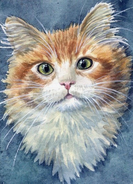 Акварельные коты/американская художница Elena Mezhibovsky