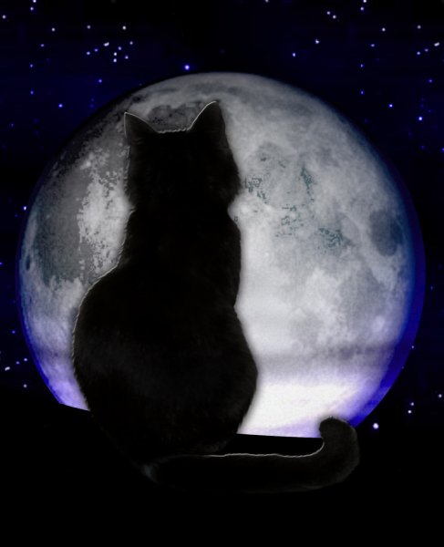 Кошка Луна