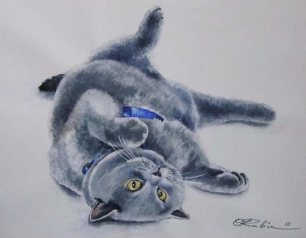 Британская кошка акварелью