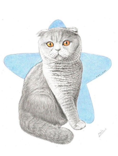 Нарисовать британского кота