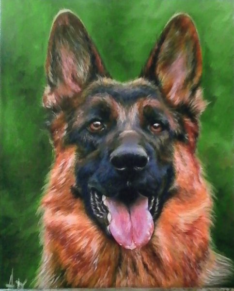 Портрет овчарки маслом