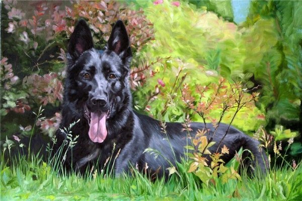 Восточно европейская овчарка арт