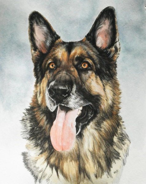 Э Бауэр немецкая овчарка