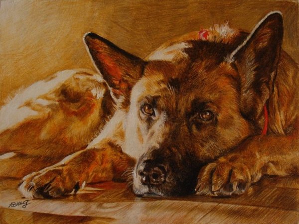 Овчарка живопись