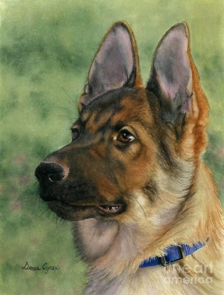 Овчарка живопись