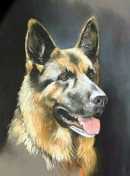 Собака немецкая овчарка