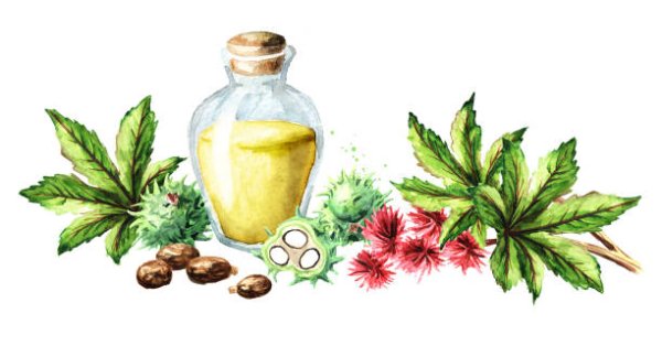 Касторка рисунок