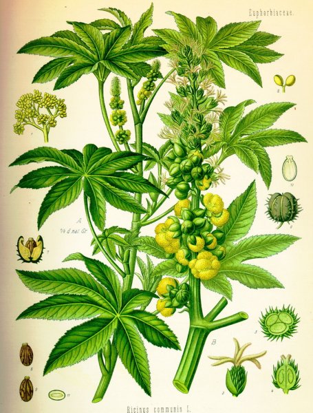 Клещевина обыкнове́нная (Ricinus commúnis)