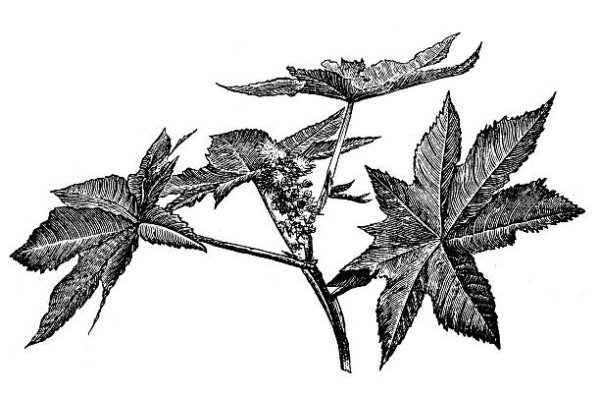 Calendula officinalis Flower Oil