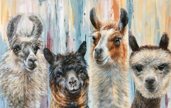 Альпака в очках