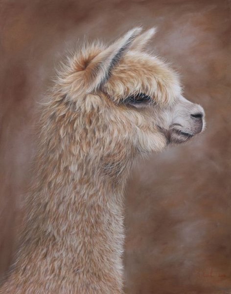 Лама рисунок акварель