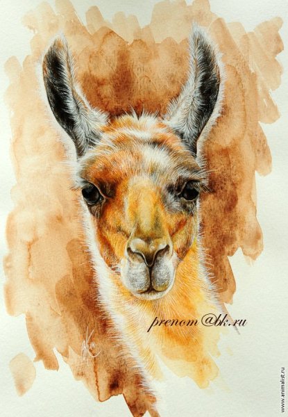 Лама в пастозной живописи