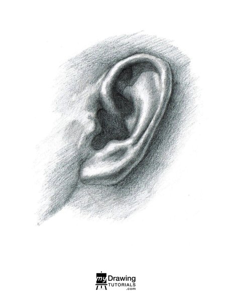 Портретный рисунок уха