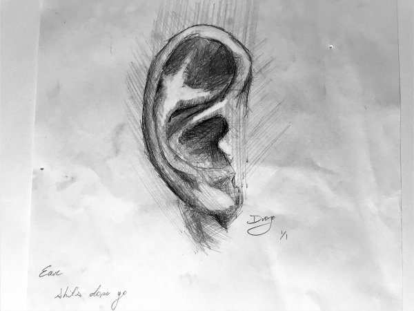 Анатомия уха референс