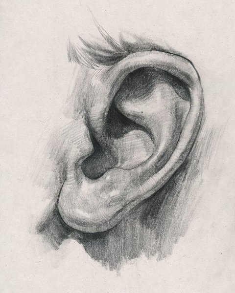 Ears drawing Step by Step