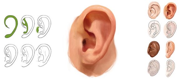 Drawing Ears different Angles