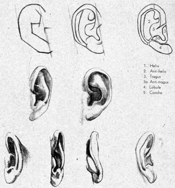 Ухо поэтапно