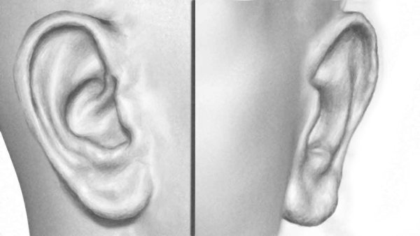Ухо с разных ракурсов
