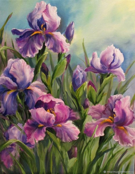 Дэниел Кейси ирисы