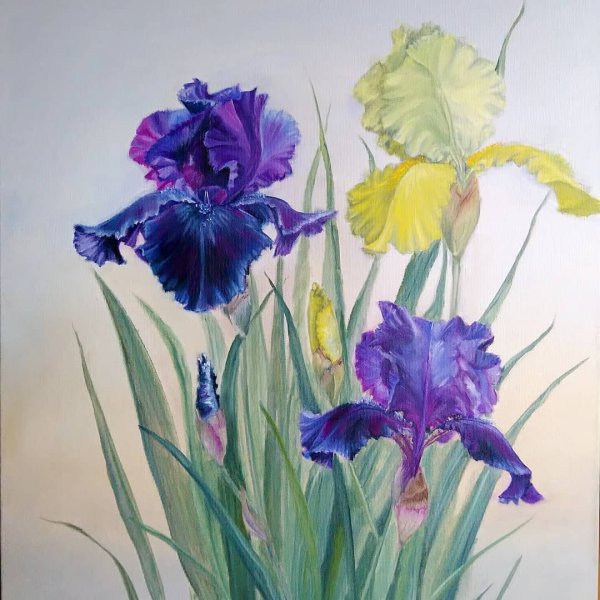 Фетисов Андрей ирисы