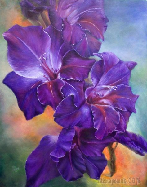 Гладиолус Лилия Ирис