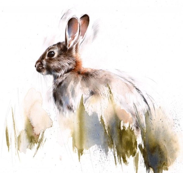 Художник Lucy Newton.акварель