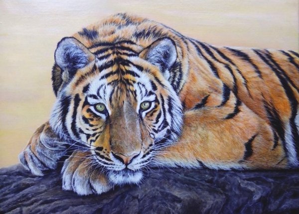Тигр маслом на холсте