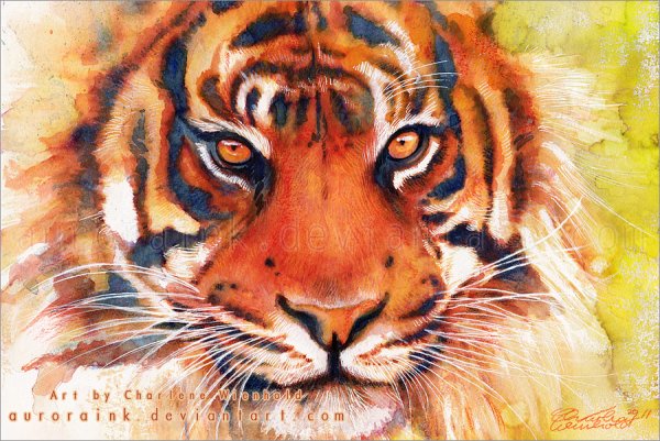 Тигр акварелью для детей