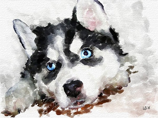 Хаски портрет акварелью