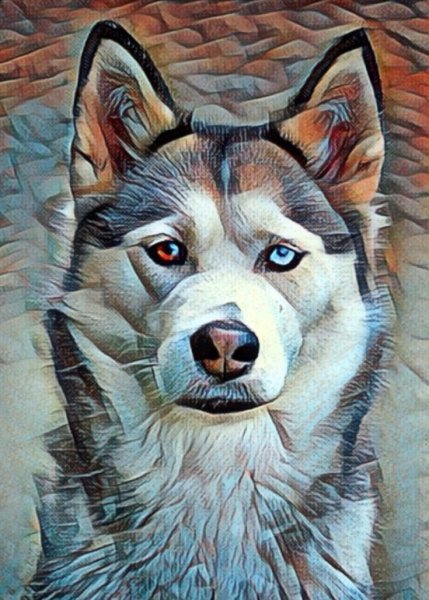 Белолобые хаски