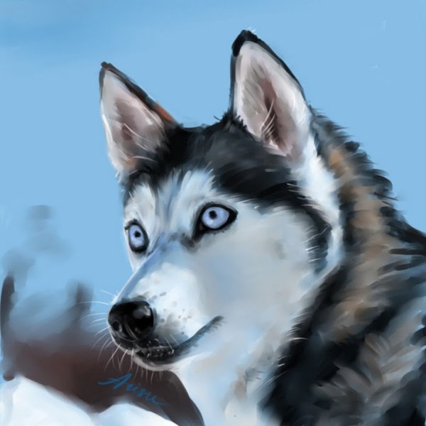 Хаски живопись