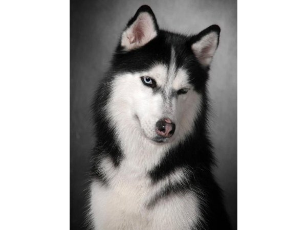 Немецкая овчарка Canva