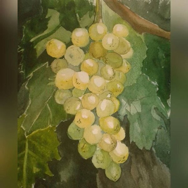 Виноградная гроздь акварелью