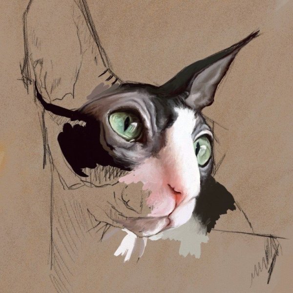 Кот сфинкс акрилом