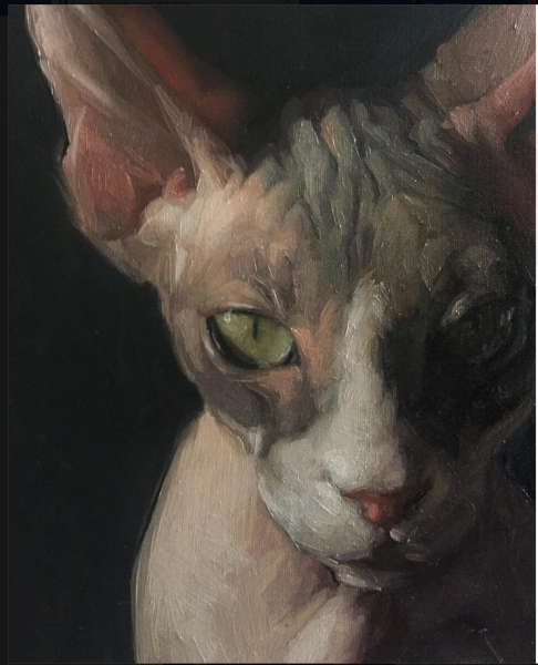 Донской сфинкс Эльф