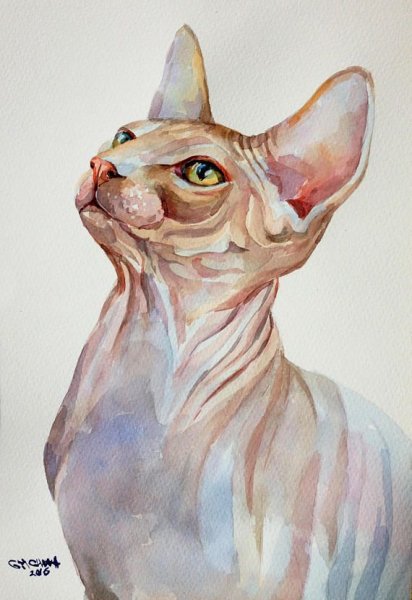 Кошка сфинкс акварель