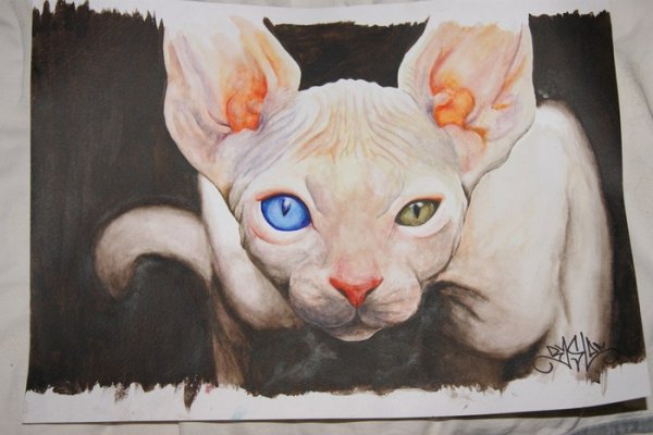 Сфинкс гуашью