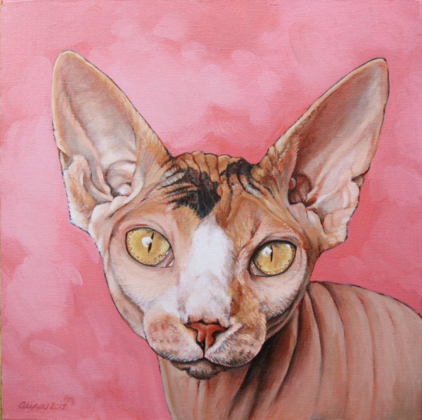 Канадский сфинкс портрет