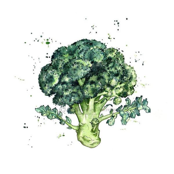 Брокколи Ботаническая иллюстрация