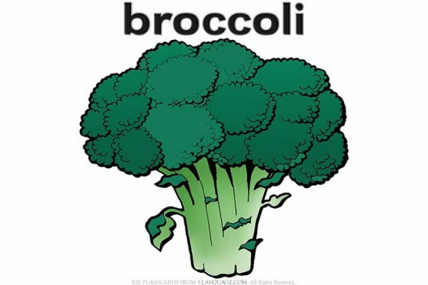 Брокколи рисунок акварелью