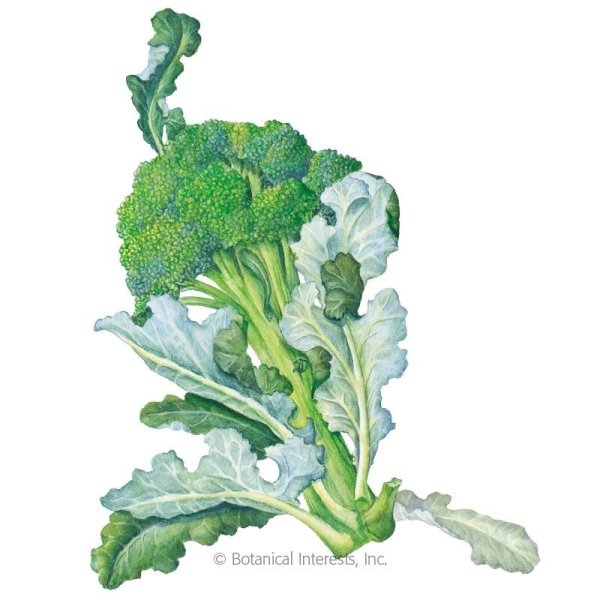 Брокколи Виолетта