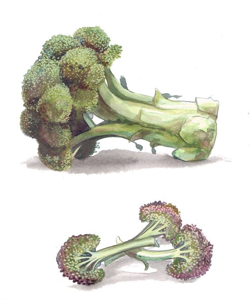 Брокколи логотип