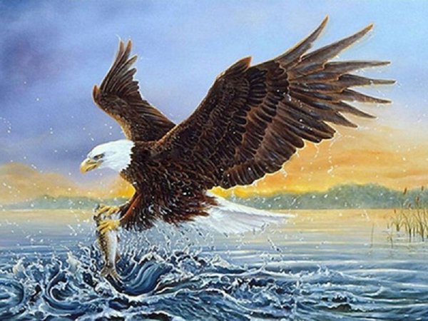 Белоголовый Орлан живопись