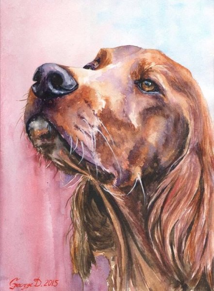 Ирландский сеттер картина художника